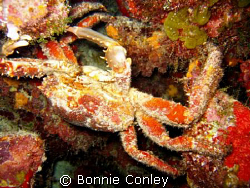Another view of the Hairy Crab seen on my night dive in G... by Bonnie Conley 